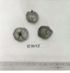 Click for 3 image(s) for this accession. FRUIT